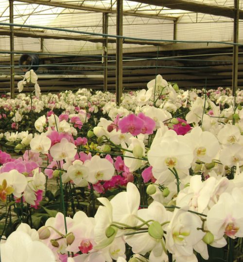 estufa para flores